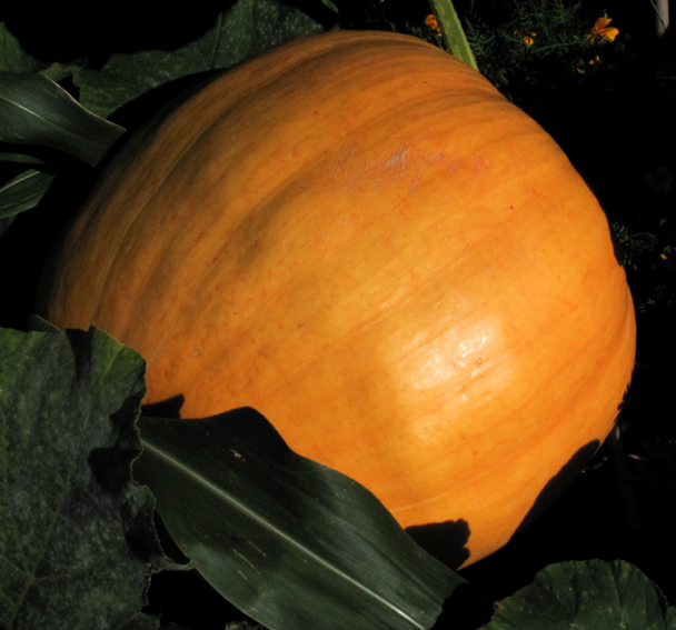 Cucurbita5