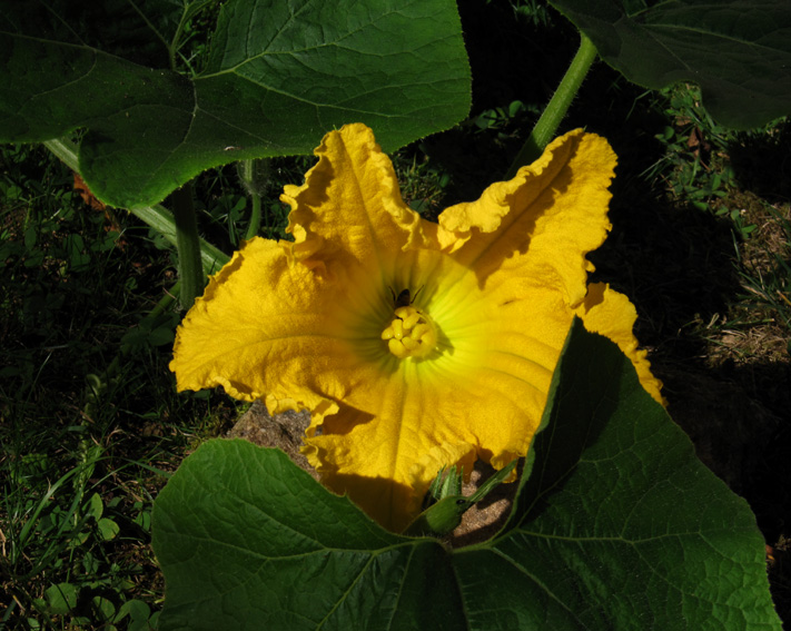 Cucurbita2