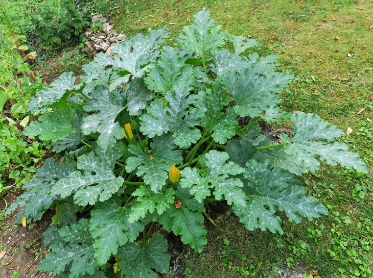 Cucurbita6