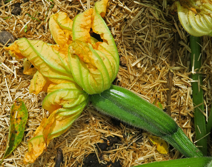 cucurbita7