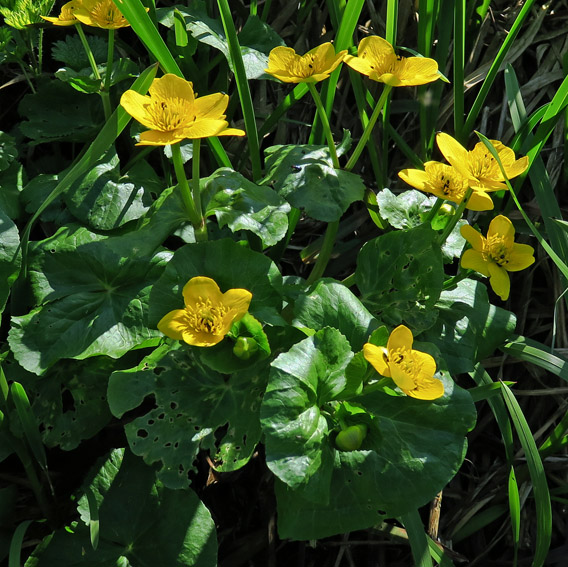 Caltha1a