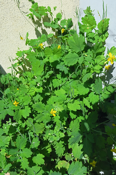 chelidonium00