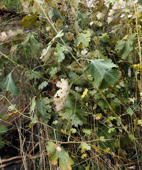 macleaya1