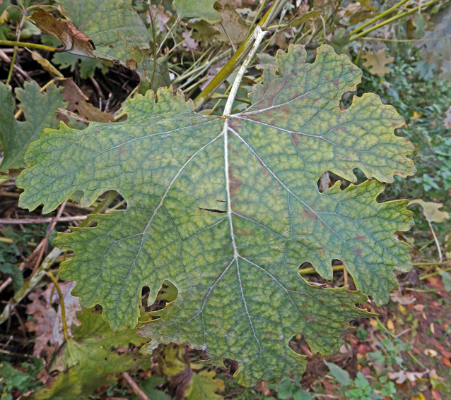 macleaya2