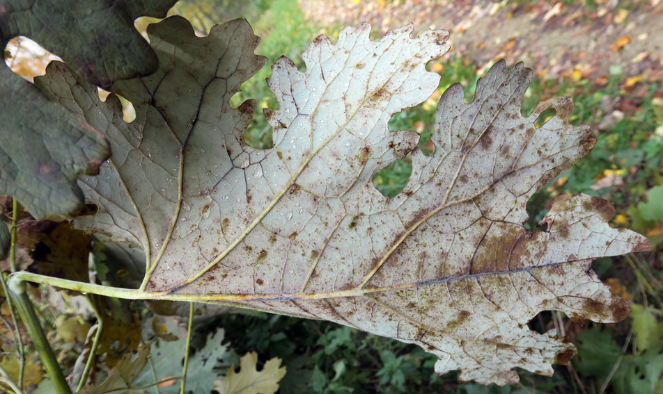 macleaya3