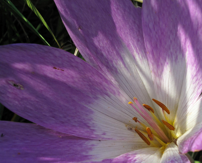 colchicum10