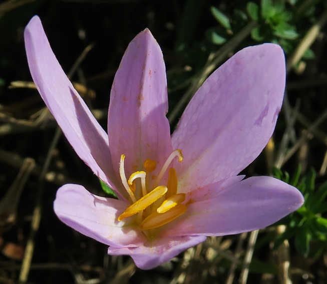 Colchicum2c