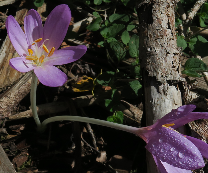 colchicum1