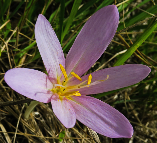 Colchicum2c