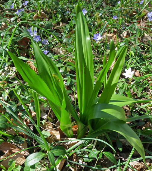 Colchicum3