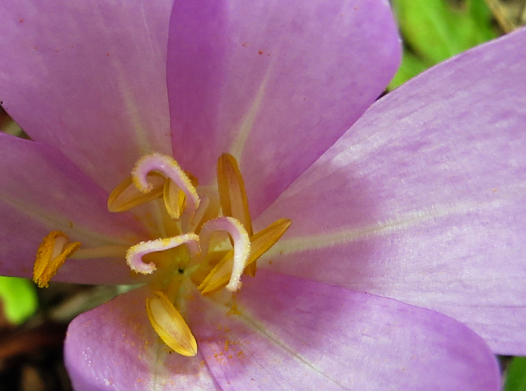 Colchicum2b