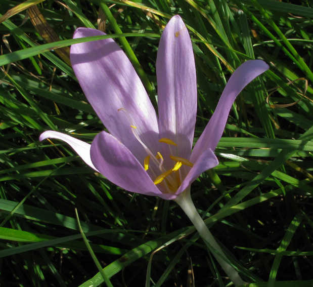 colchicum0