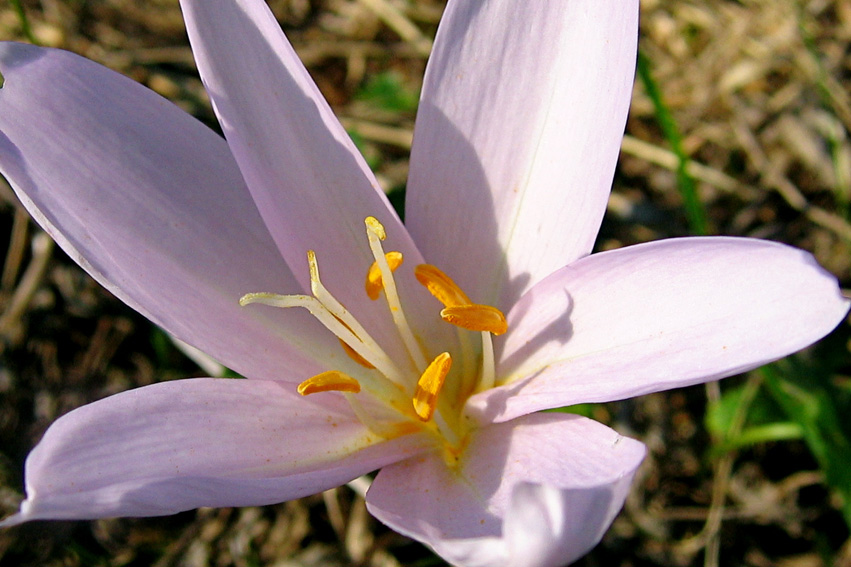 colchicum2