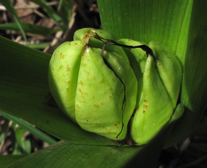 Colchicum3a