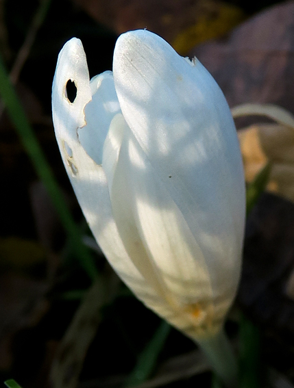 colchicum3b