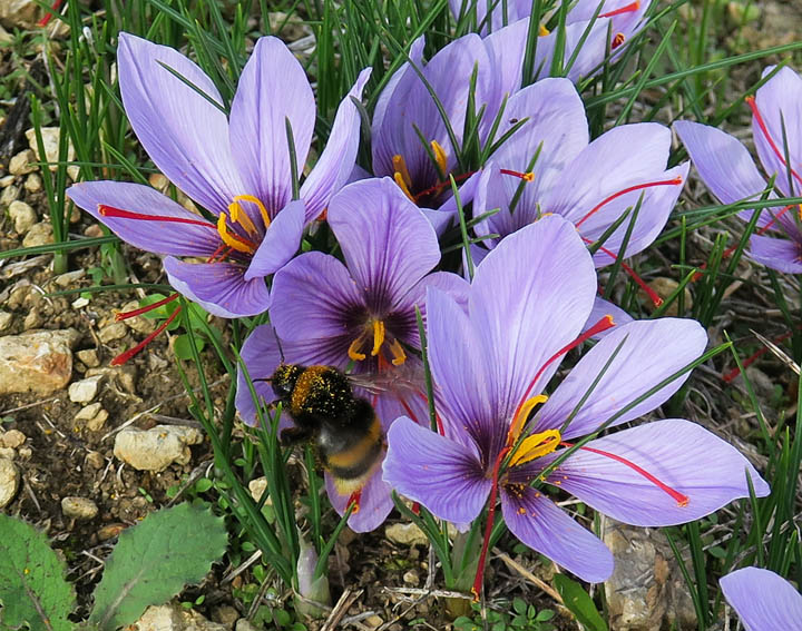 sativus2