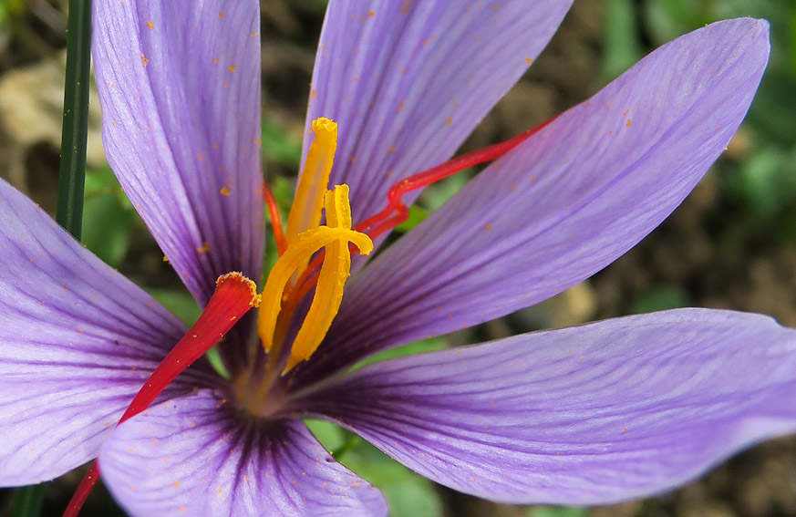 sativus4