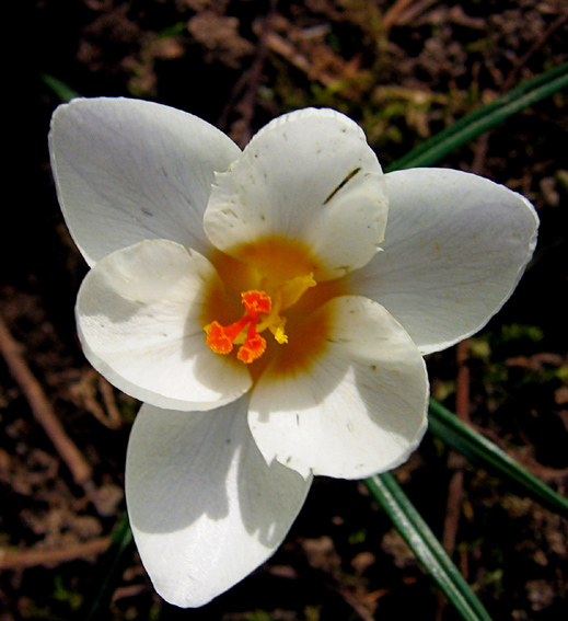 colchicum5