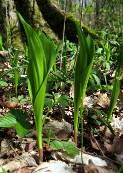 Convallaria1