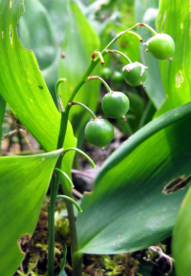 Convallaria3