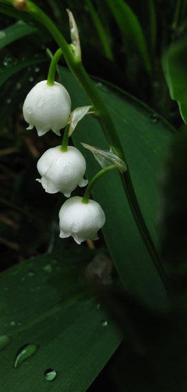 Convallaria2