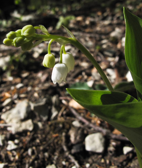 Convallaria1b