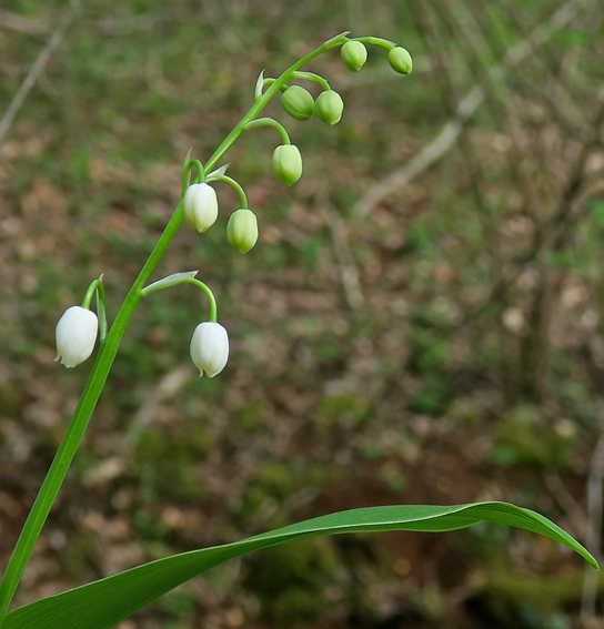 Convallaria1b