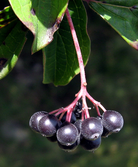 Cornus4