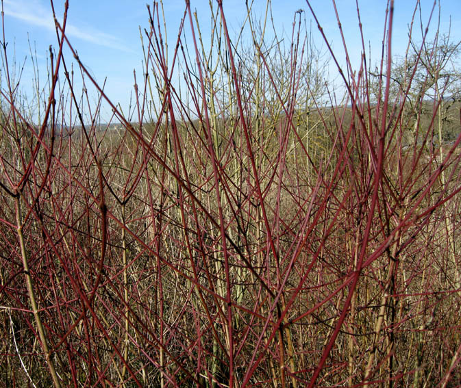 Cornus1