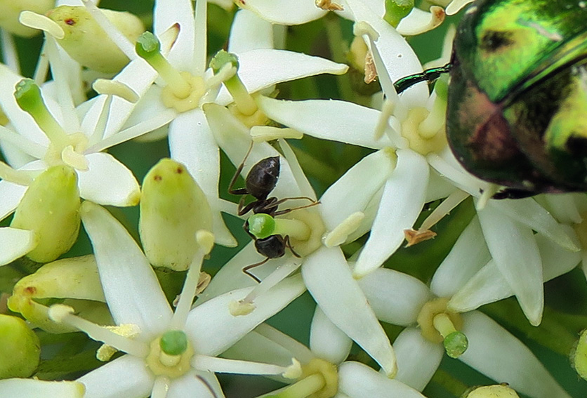 Cornus5