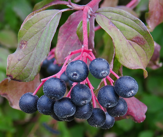 Cornus4a