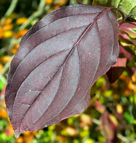 Cornus1b