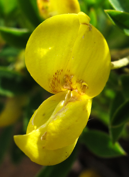 Cytisus6