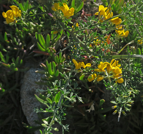 laniger1