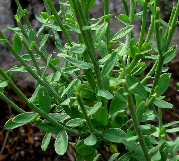 Cytisus4