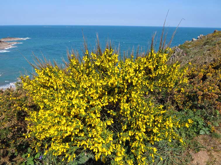 Cytisus00