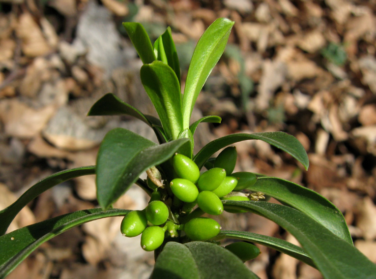 laureola2