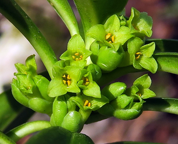 laureola1a