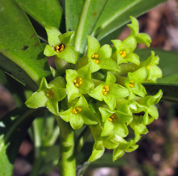 laureola1b