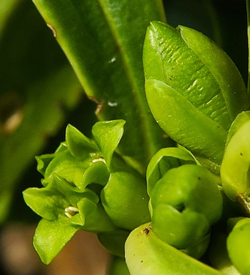 laureola2