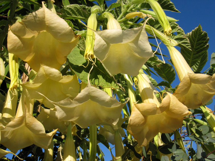 Datura5