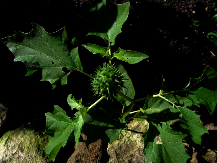 Datura1