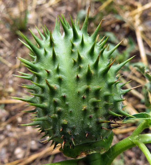 Datura3b