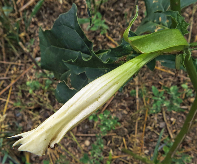 Datura3a