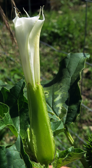 Datura3