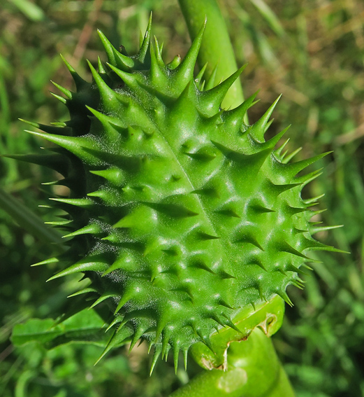 Datura4