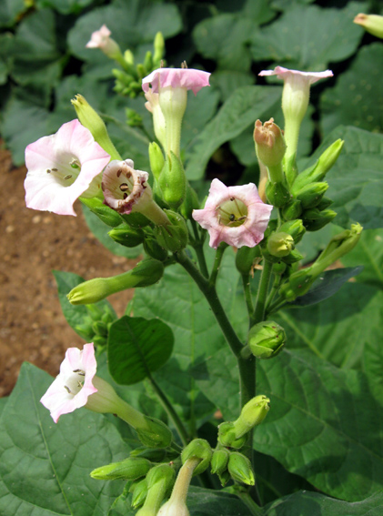 Nicotiana2