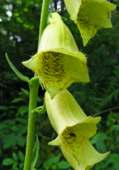 Digitalis8b