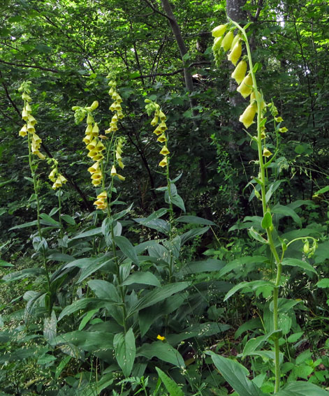 Digitalis8a