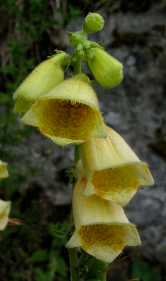 Digitalis10